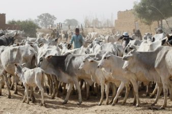 Day Nigerian Turkish schools’ Foundation slaughters 80 cows for distribution in Lagos, Ogun