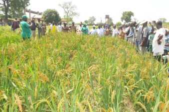 20,000 Katsina farmers for CBN rice scheme