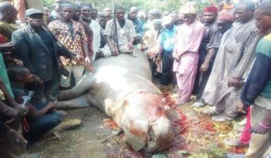 Hunters kill hippopotamus in Kwali community