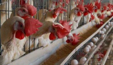 FG packaging urgent relief for poultry industry, Says Acting President