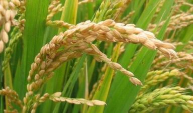 Bumper Harvest: Wheat price crashes from N34,000 to N15,000 per 100kg bag in Kano