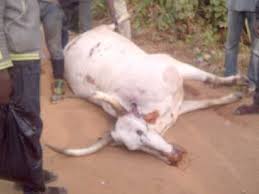 NTIC Foundation slaughters, distributes cows to less privileged at Eid-el-Adha
