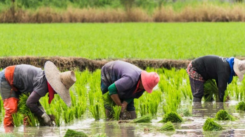 Rice-farmers.jpg