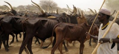 Taraba Again! 20 reportedly killed, 300 cows stolen in fresh attack on Fulani communities