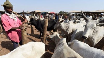 Zamfara govt closes selected cattle markets over rustling
