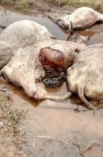 Again, 81 Fulani’s cows killed, others rustled in Plateau