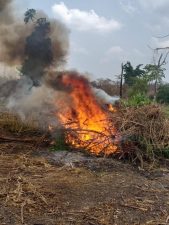 VIDEO: NDLEA destroys 255 hectares of cannabis farms, arrests 13 in Ondo