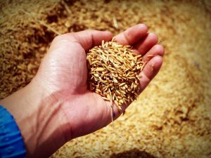 Pro-Moscow Kherson region starts grain exports to Russia – TASS