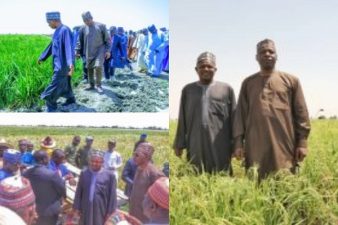 Borno cultivated 30,000 hectares of rice farm – Zulum