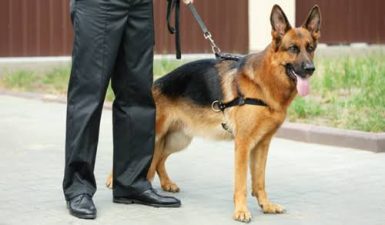 NDLEA made no request to buy sniffer dogs in 2023 budget