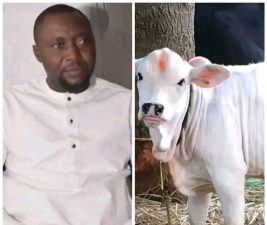 Tragedy strikes in Bayelsa as Christmas cow kills owner