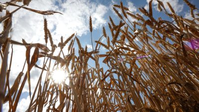 Moscow outlines terms for grain deal resumption